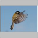 Parus major - Kohlmeise 13.jpg